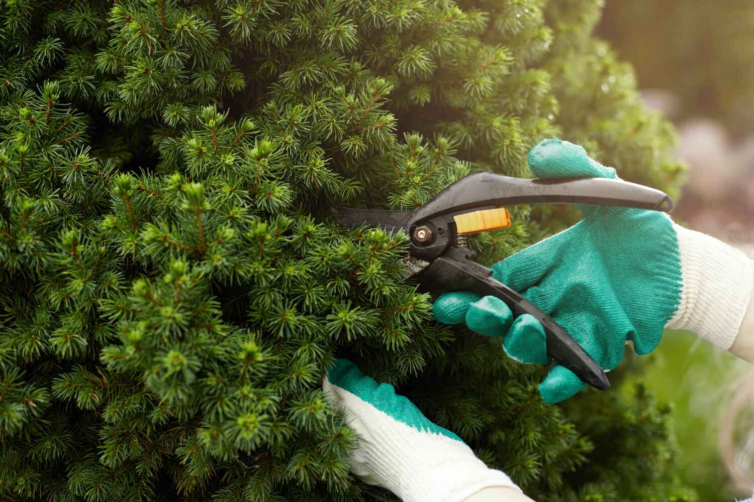 Best Tree Disease Treatment  in South Pekin, IL